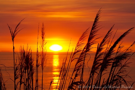 Pampas Grass at Sunset 