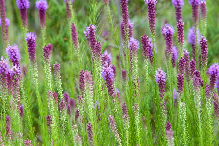 Prairie Blazing Star