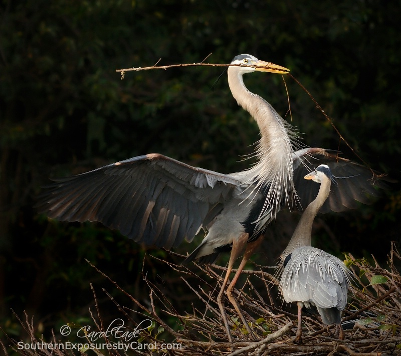 Building a Nest - ID: 14538262 © Carol Eade