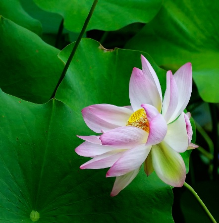 Lotus Blossom