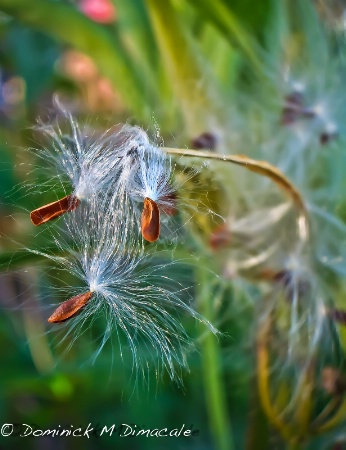 ~ ~ DANCERS IN THE WIND ~ ~