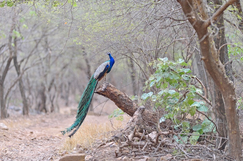 Peacock-waiting for monsoon rains-2