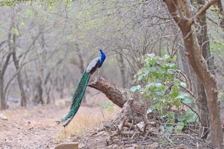 Peacock-waiting for monsoon rains-2