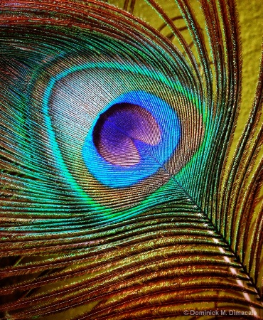 ~ ~ PEACOCK'S FEATHER ~ ~ 