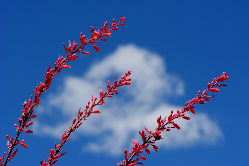 Desert Flower