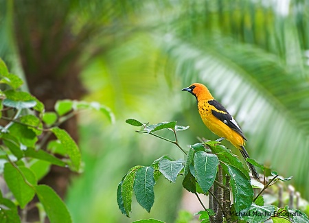 Spot-breasted Oriole