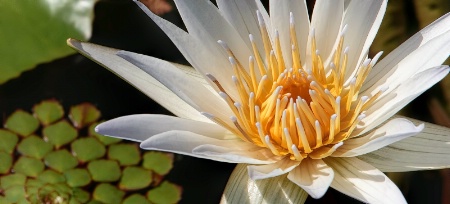 Yellow Lily Up Close