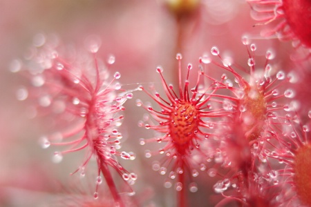 spoonleaf sundew #2