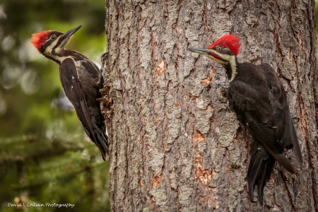 woodpecker pair