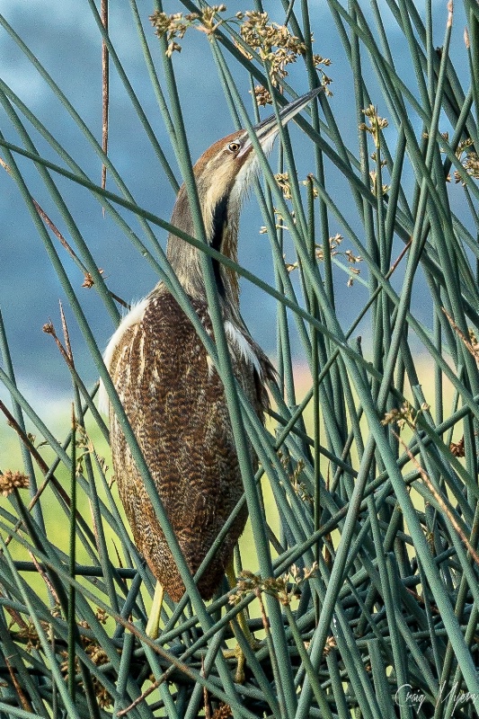 Bittern