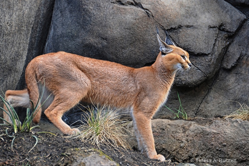 Caracal