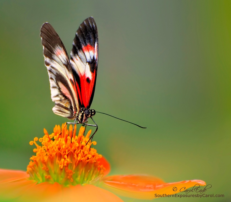 Take A Sip - ID: 14568236 © Carol Eade