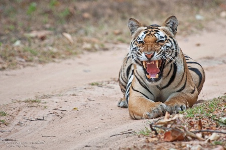 Angry tiger !