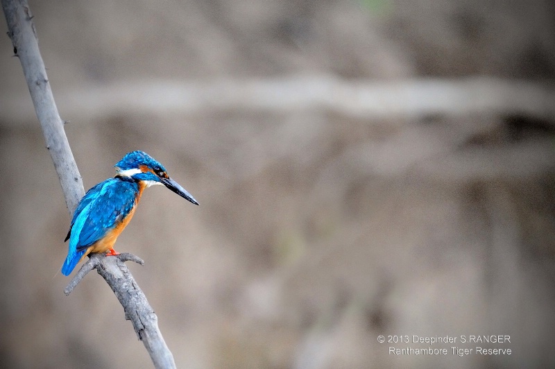 Small blue kingfisher-1(Alcedo atthis)