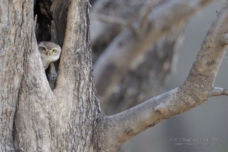 Spotted Owlet-1 (Athene brama)