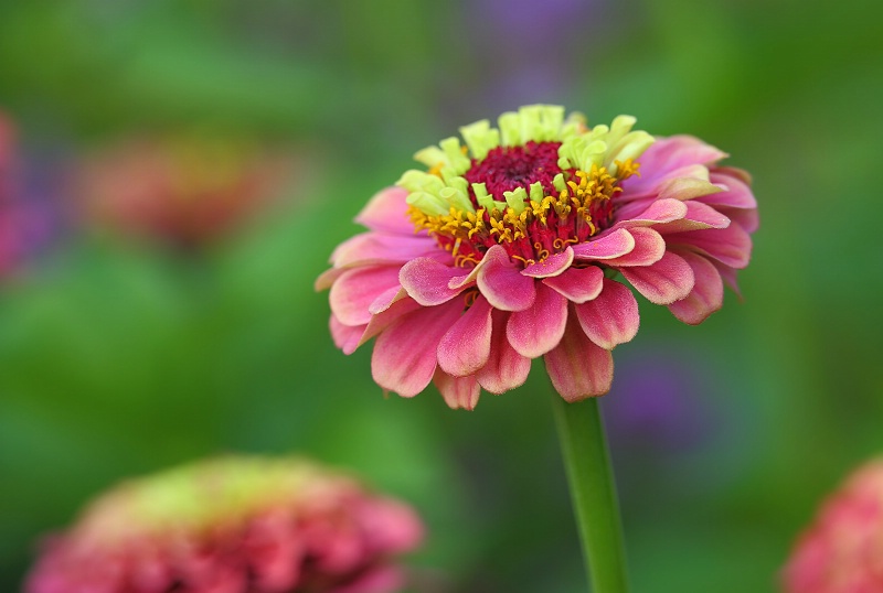 Zinnia