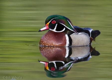 Wood Duck Portrait