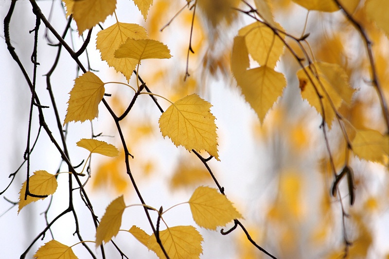 Birch leaves and twigs over white