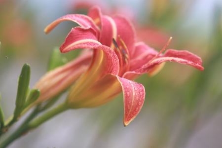 lakeside daylily