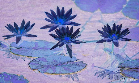 Midnight Blue Water Lilies
