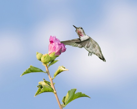 Hummer From The Backyard This Morning