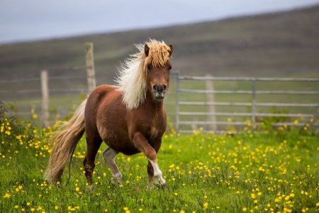 Shetland Stallion