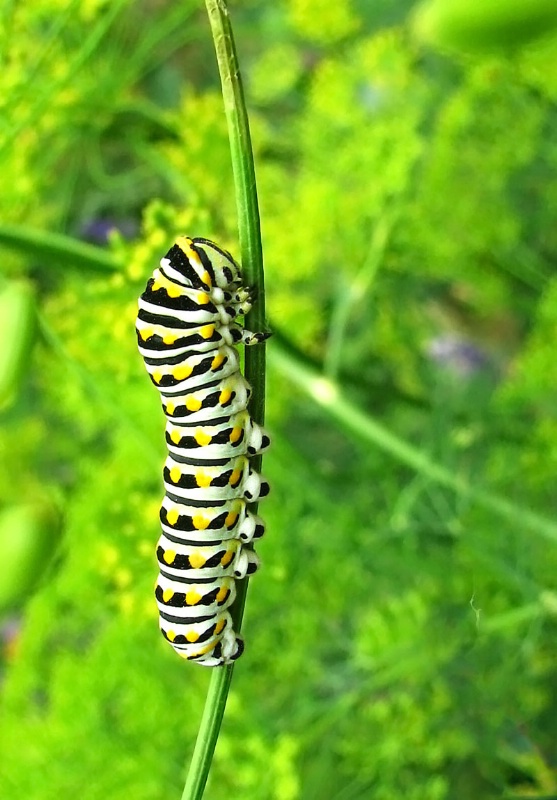 Black Swallowtail Caterpillar