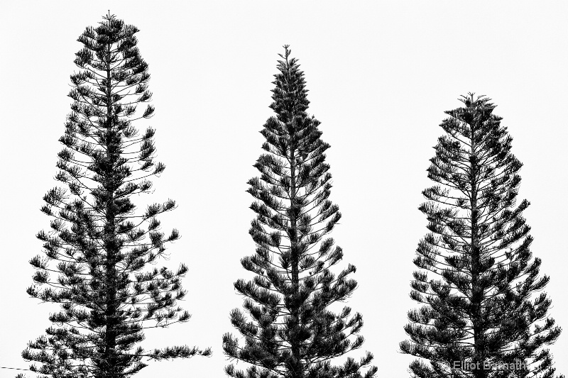 Trees - ID: 14586507 © Elliot Barnathan