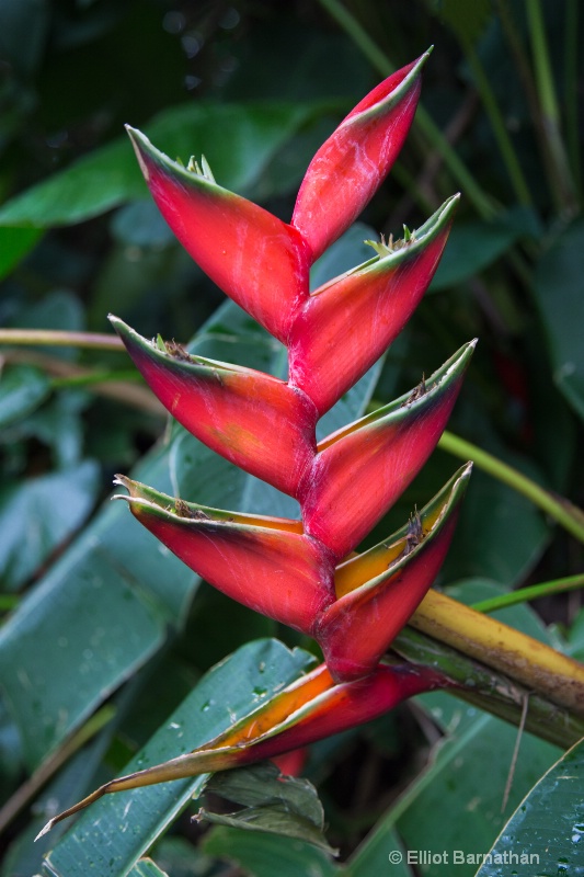 Hawaiian Flowers 4 - ID: 14586861 © Elliot Barnathan