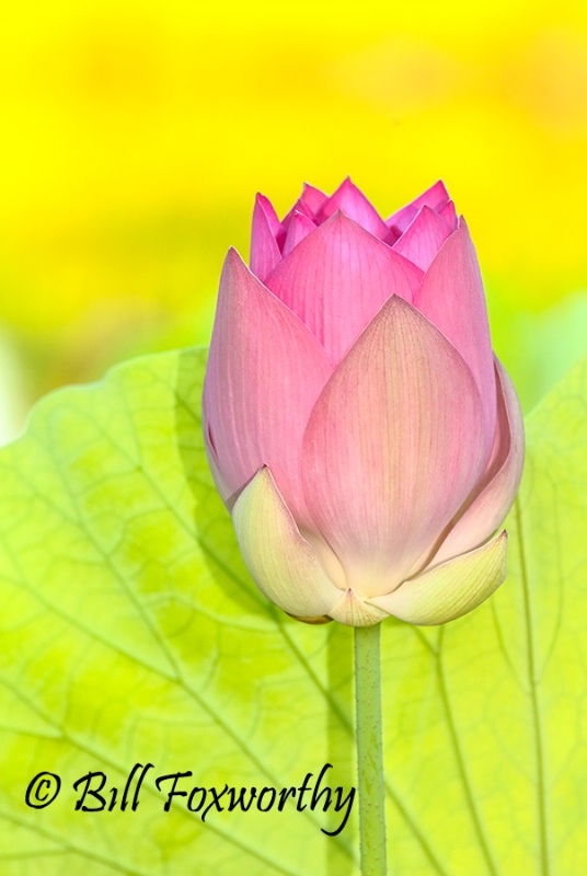 Water Lotus Bud