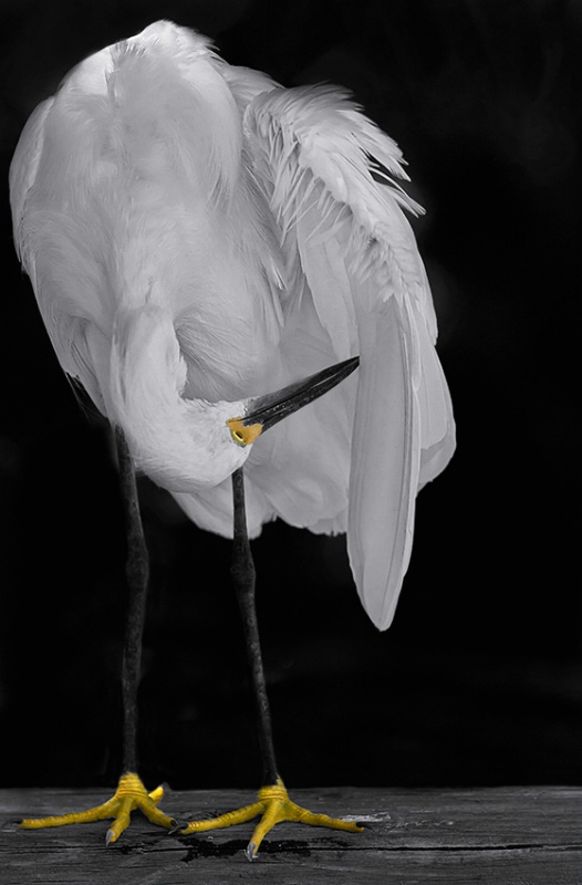 Preening Snowy Egret