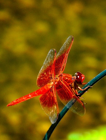 Flame Skimmer