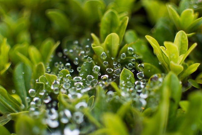 Marching Dewdrops 