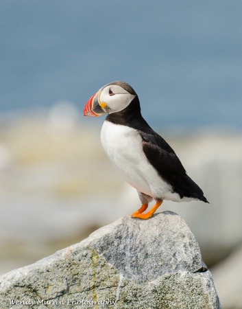 Atlantic Puffin