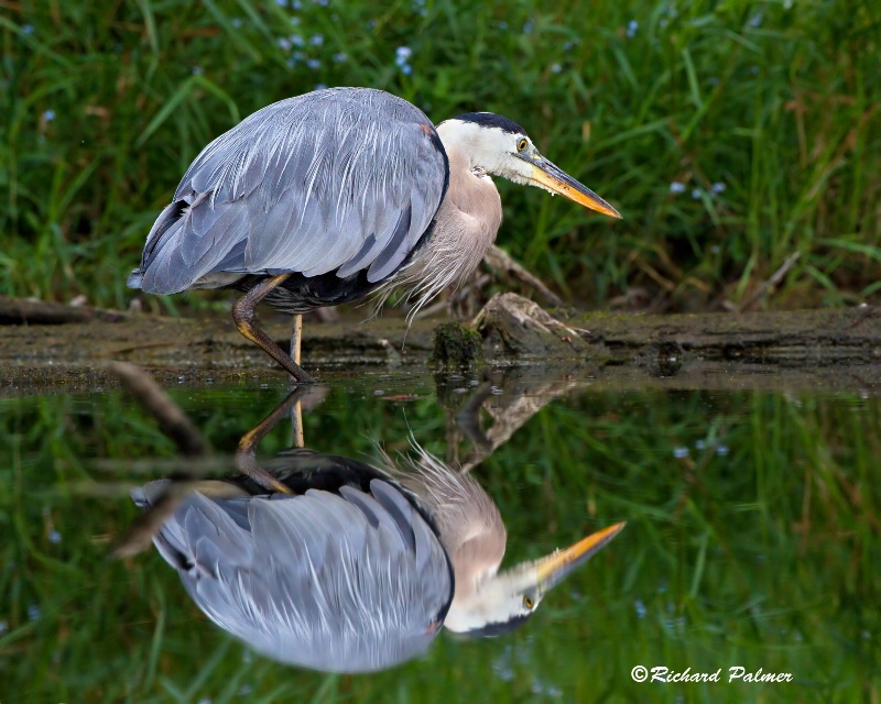 Heron at the fish market