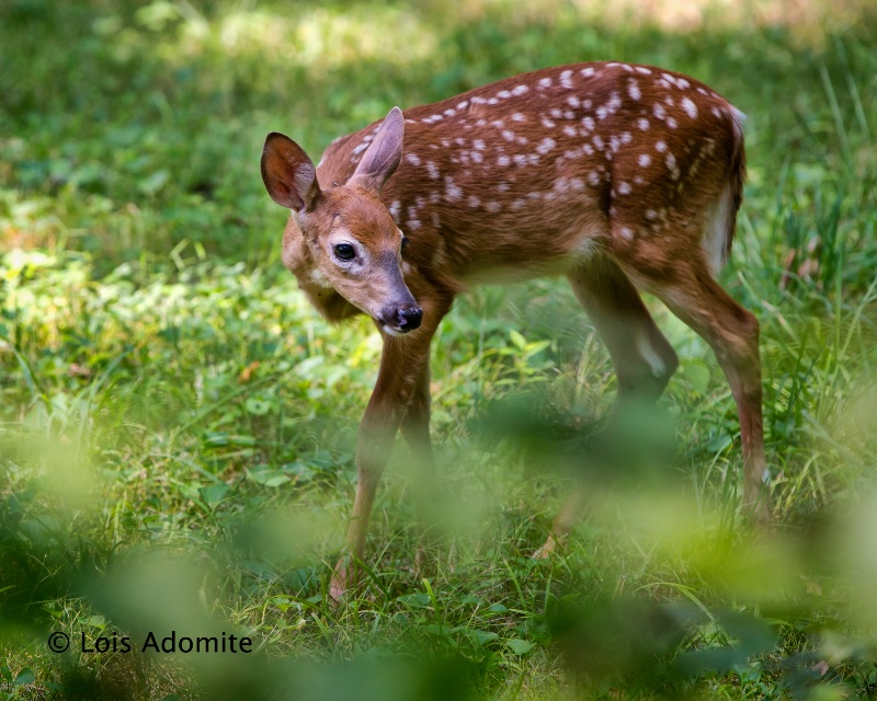 Curious Doe