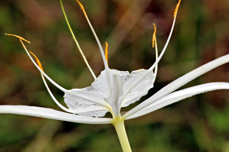 spider lily