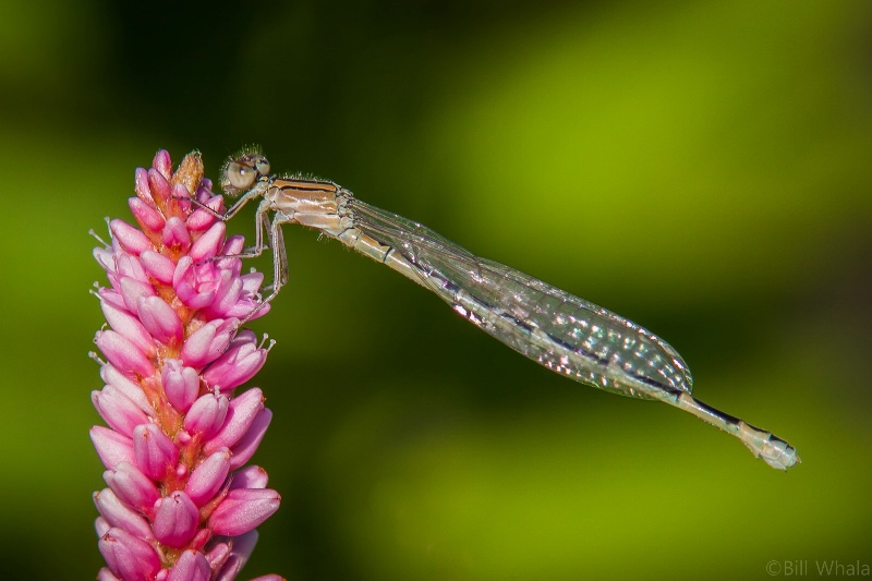 Female Damselfly