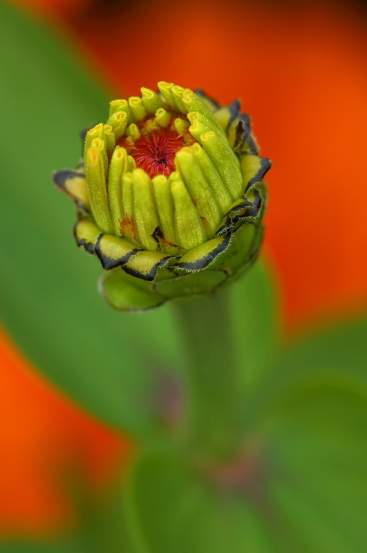 Zinnia Bud