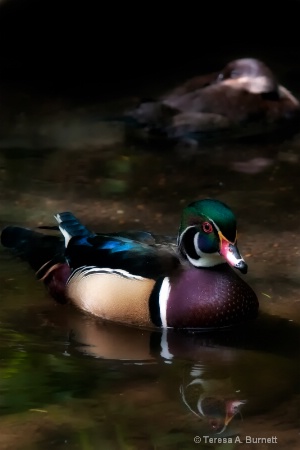 Wood Duck In Still Waters