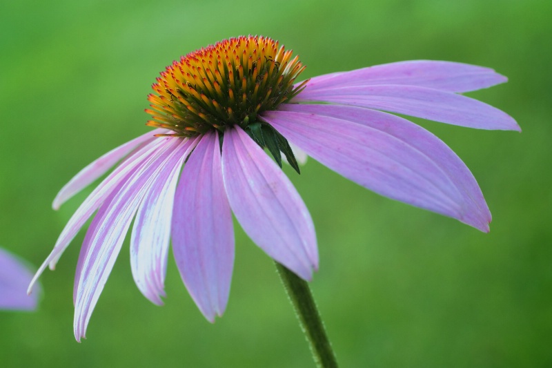 Purple Cone Flower