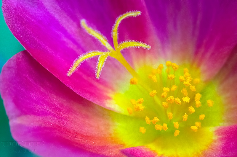 Tree in a Flower