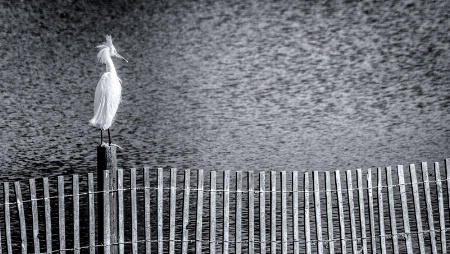 Sitting On A Fence