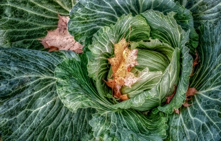 Cabbage Leaves