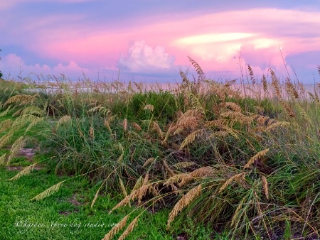 Sanibel Shore