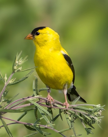 American Goldfinch     