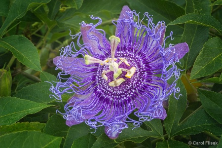 Inspiration Passion Flower