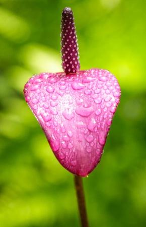 Pink Beauty