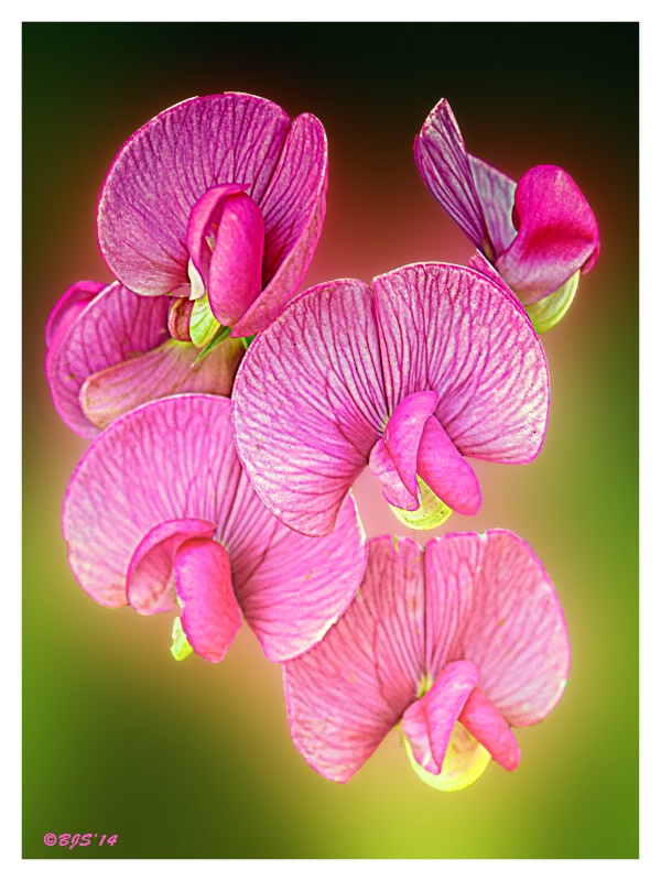 Orchid Spray