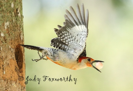 Red-bellied Woodpecker Stealing Egg